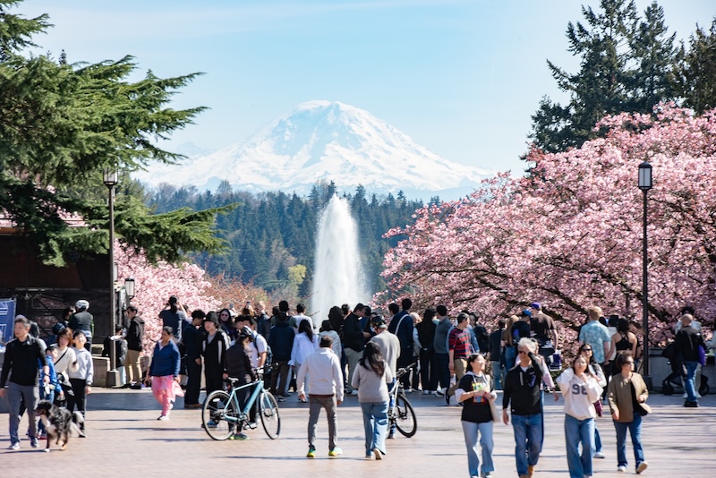 fountain, cherry blossoms, Mount Ranier