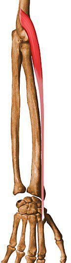 Extensor carpi radialis longus.