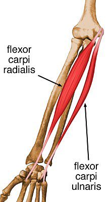 Flexor carpi radialis.