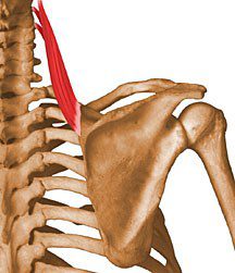 Levator scapulae.