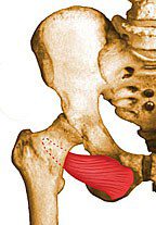 Obturator externus.