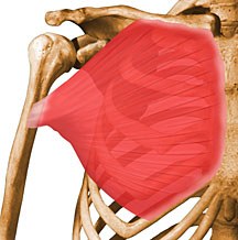 Pectoral muscle.