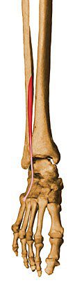 Peroneus tertius.