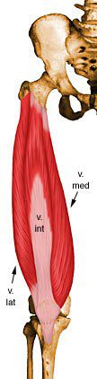 Vastus lateralis.